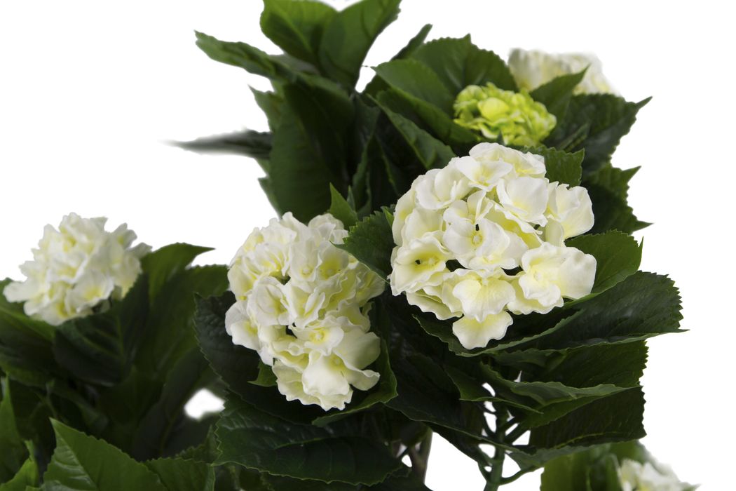 Искусственные растения Гортензия кремовая MK-7410-HW 0х0х100 см Темно-зеленый MK-7410-HW Темно-зеленый